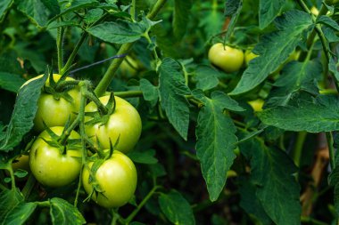 Yeşil domates tarlasında domates bitkisi. Organik tarım, genç domates kümesi bitkileri serada büyüyor. konsept, poster, ekran koruyucu, duvar kağıdı, kartpostal olgunlaşmamış