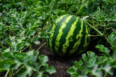 Olgun tatlı karpuzlar açık alanda organik sebze çiftliği yetiştiriyor. Bahçe yaz günü doğal
