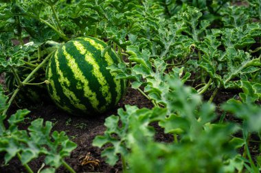 Olgun tatlı karpuzlar açık alanda organik sebze çiftliği yetiştiriyor. Bahçe yaz günü doğal