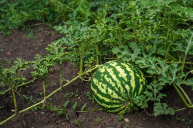 Olgun tatlı karpuzlar açık alanda organik sebze çiftliği yetiştiriyor. Bahçe yaz günü doğal