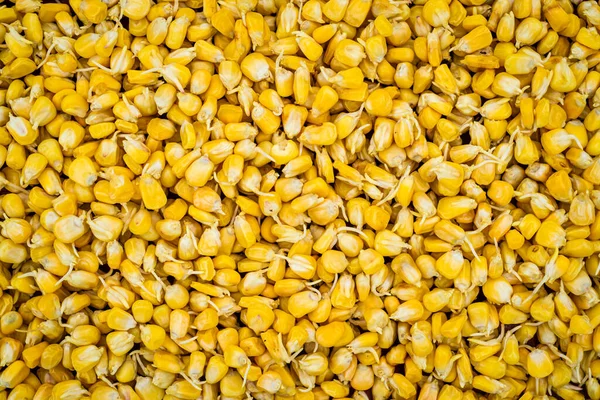 Sprouting Corn Seeds Closeup Fermenting Sprouts Prepared Planting Farming Natural — ストック写真
