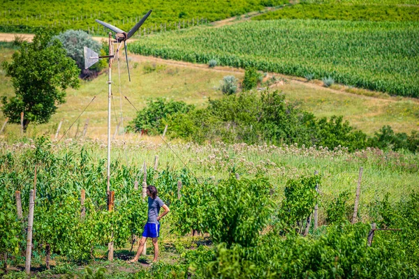 Green Wheat Field Windmills Create Electricity Beautiful Farm Landscape Green — Foto Stock