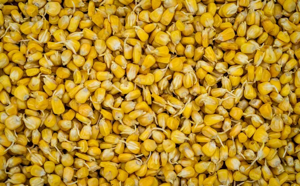 Brotes Semillas Maíz Primer Plano Brotes Fermentantes Preparados Para Siembra — Foto de Stock