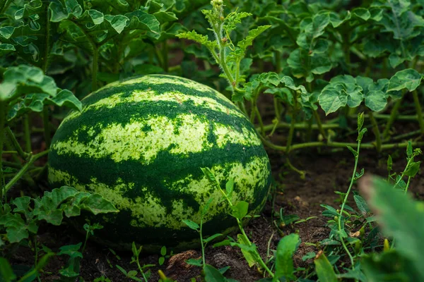 Melancias Doces Maduras Campo Aberto Cultivo Hortaliças Orgânicas Fazenda Jardim — Fotografia de Stock