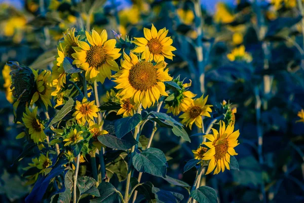 Fruitful Beautiful Sunflower Sunny Day Natural Background Selective Focus High —  Fotos de Stock