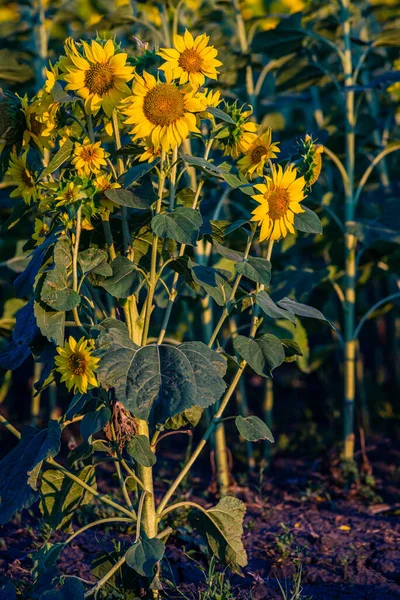 Fruitful Beautiful Sunflower Sunny Day Natural Background Selective Focus High — Stock Fotó