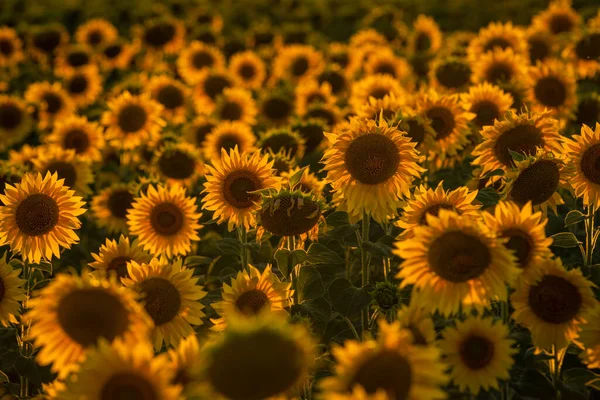 Fruitful Beautiful Sunflower Sunny Day Natural Background Selective Focus High — Stock Fotó