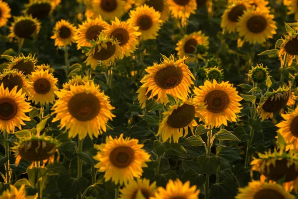 Fructífera Hermoso Girasol Día Soleado Con Fondo Natural Enfoque Selectivo —  Fotos de Stock