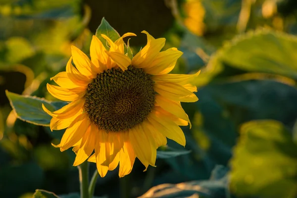 Fruttuoso Bellissimo Girasole Una Giornata Sole Con Uno Sfondo Naturale — Foto Stock