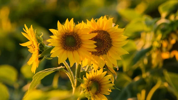 Fruitful Beautiful Sunflower Sunny Day Natural Background Selective Focus High — Foto Stock
