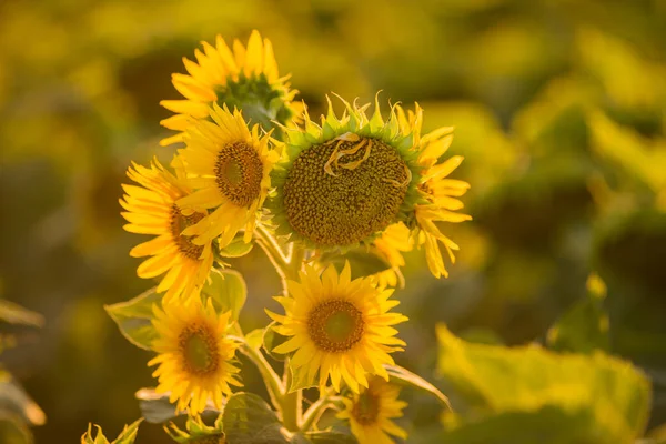 Fructífera Hermoso Girasol Día Soleado Con Fondo Natural Enfoque Selectivo —  Fotos de Stock