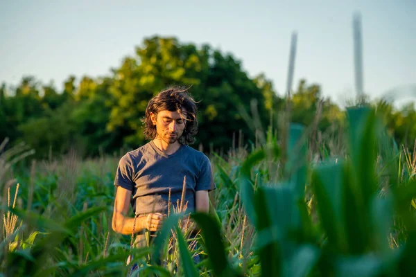 Anak Muda Memeriksa Tanaman Ladang Jagung Matahari Terbenam Seorang Pria — Stok Foto