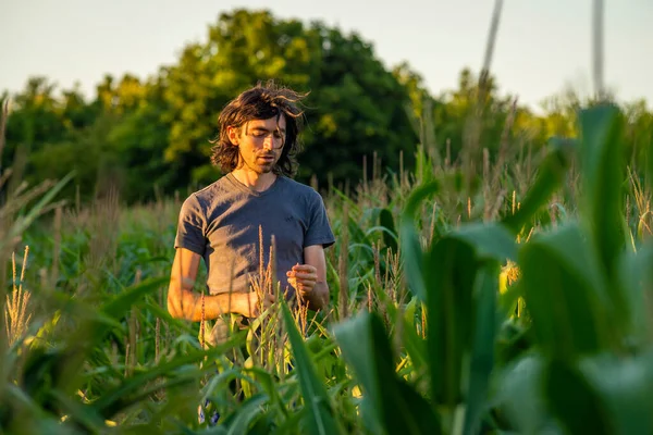 Anak Muda Memeriksa Tanaman Ladang Jagung Matahari Terbenam Seorang Pria — Stok Foto