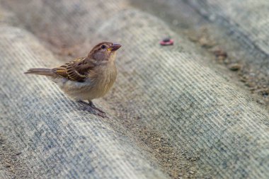Serçe kuşu asbest çatıya tünemektedir, (Passer montanus) uzay YAZI, EUROPA Moldova Kapanışı