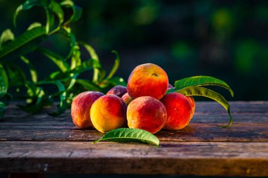 Grup taze şeftali ahşap masa yeşil arka plan, (Prunus persica) Yemek için hasat Lezzetli açık hava güneşli gün, taze olgun yaprak, yaz güneşli bahçe sulu organik tatlı meyve, vejetaryen gıda gün doğumu