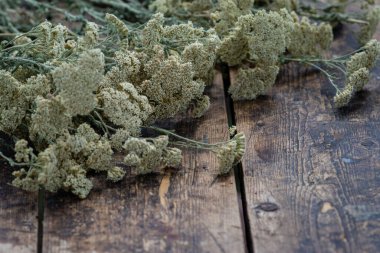 Achillea milleum beyaz kuru çiçekleri. Milfoilold masa, yeşil doğa arka plan ağaç gövdesi açık hava, bitkisel terapi bitkileri konsepti. Yaban çiçeği çayı.