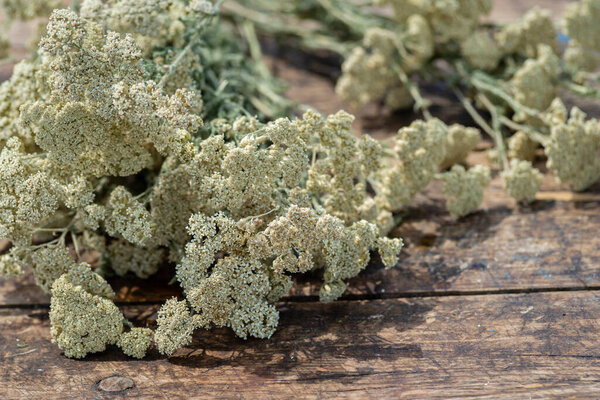Обыкновенная ярро Achillea millefolium белые сухие цветы. Стол мильфойлолд, зеленый фоновый ствол дерева, травянистые лечебные растения. Цветочный чай