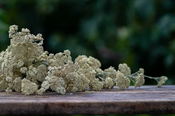 Common Yarrow Achillea Millefolium White Dry Flowers Milfoilold Table Green — 图库照片