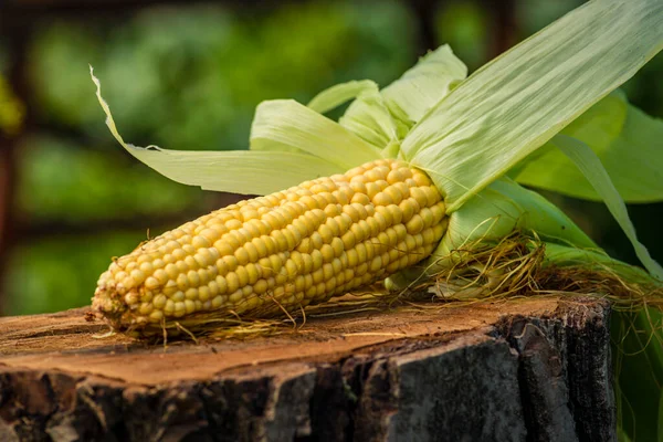 Boiled Corn Cobs White Plate Fresh Sweet Rustic Wooden Table — Fotografia de Stock