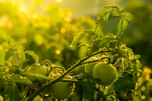 Beautiful Red Ripe Unripe Cluster Heirloom Tomatoes Grown Greenhouse Gardening — Stockfoto