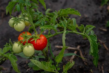 Güzel, olgunlaşmamış, olgunlaşmamış aile yadigarı domatesler serada yetişiyor. Domates kopyalama alanı bahçıvanlığı. Sulama hasadından sonra sığ alan derinliği