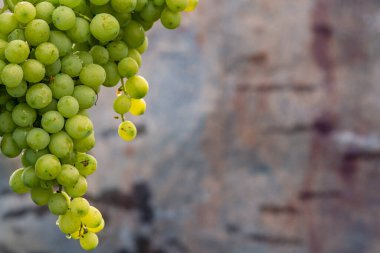 Beautiful grapes leaves in a vineyard, garden. white background, summer. sunny day. green grapes unripe, metal, copy space.