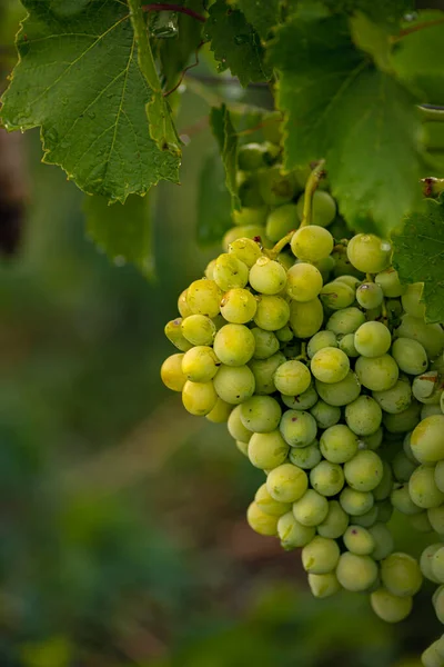 Beautiful Grapes Leaves Vineyard Garden White Background Summer Sunny Day — Stockfoto