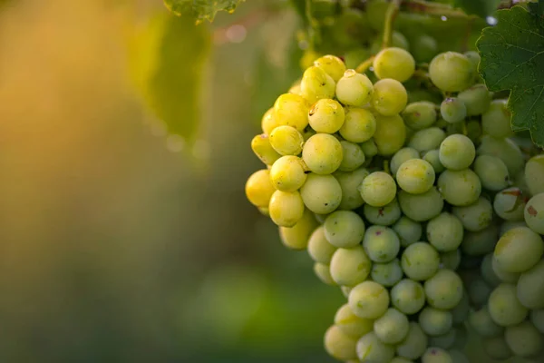 Beautiful Grapes Leaves Vineyard Garden White Background Summer Sunny Day — Stockfoto