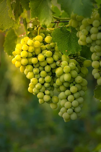 Beautiful Grapes Leaves Vineyard Garden White Background Summer Sunny Day — Photo