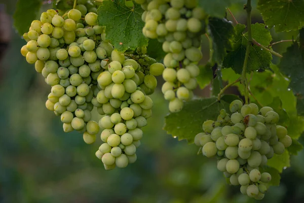 Beautiful Grapes Leaves Vineyard Garden White Background Summer Sunny Day — Photo