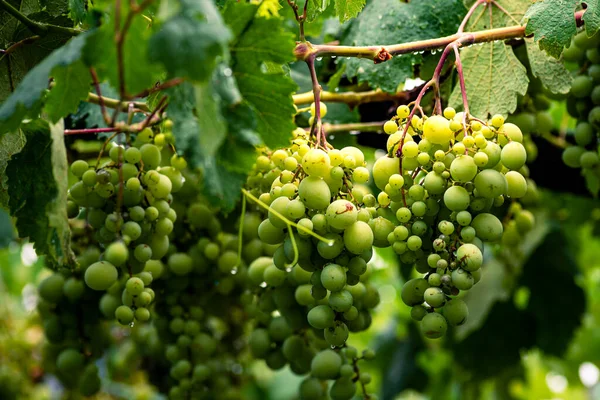 Beautiful Grapes Leaves Vineyard Garden White Background Summer Sunny Day — Photo