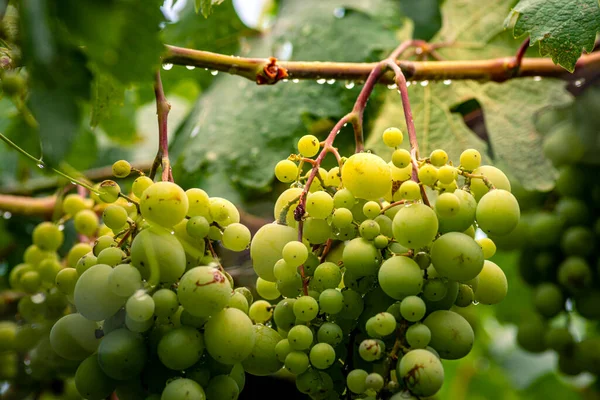 Beautiful Grapes Leaves Vineyard Garden White Background Summer Sunny Day — Foto de Stock