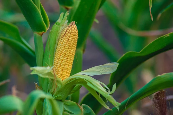 Selective Focus Picture Corn Cob Organic Corn Field Corn Maize — ストック写真