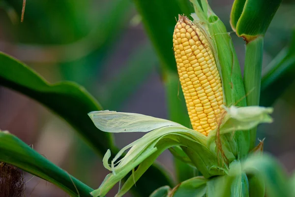 Вибіркова Фокусна Картина Кукурудзяного Кобу Органічному Кукурудзяному Полі Кукурудза Або — стокове фото