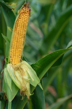 A selective focus picture of corn cob in organic corn field. The corn or Maize is bright green in the corn field. Waiting for harves