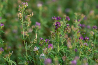 Alfalfa  lucerne  flower purple Reverdins blue butterfly (Colias croceus) blooms in a green field , sulphur .. summer Moldova.