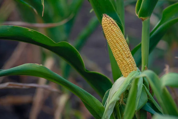 Вибіркова Фокусна Картина Кукурудзяного Кобу Органічному Кукурудзяному Полі Кукурудза Або — стокове фото