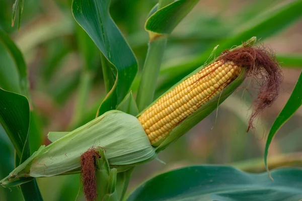 Селективный Фокус Кукурузного Початка Органическом Кукурузном Поле Кукуруза Кукуруза Ярко — стоковое фото