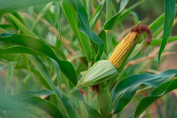 Selective Focus Picture Corn Cob Organic Corn Field Corn Maize — ストック写真