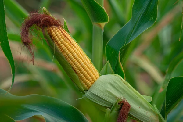 Selective Focus Picture Corn Cob Organic Corn Field Corn Maize — Foto de Stock