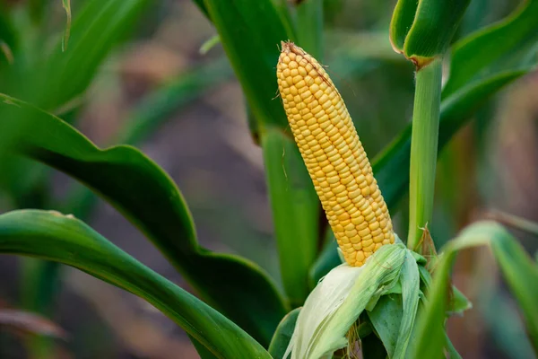 Selective Focus Picture Corn Cob Organic Corn Field Corn Maize — ストック写真