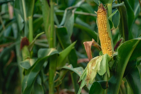 Selective Focus Picture Corn Cob Organic Corn Field Corn Maize — ストック写真