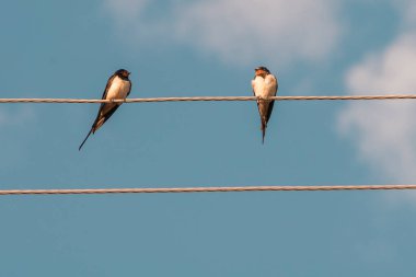 Barn swallow resting and playing on a cable. A fairly large, colorful swallow. Usually easy to identify with its long, forked tail and dark rump. row Moldova