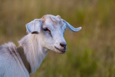 Cute beautiful autumn Young goatling outdoors she-goat feeding with grass, grazing on nature countryside. Domestic, eco farm animals Kid   Summer Grass Side view meadow yeanling