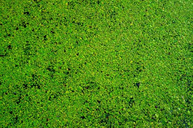 Common duckweed green  ( Lemna minor L. ) floating on water in the pond texture. background, top view