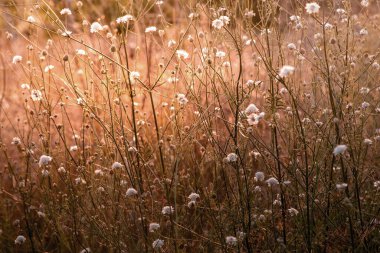 White cephalaria leucantha, Meadow. morning sunlight sunrise Wild flowers and plants sunset, Autumn field sunset background wallpaper bushgrass Giant scabious warm