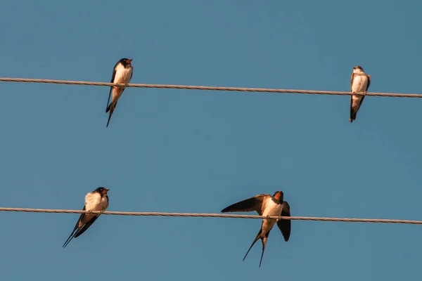 Barn Swallow Resting Playing Cable Fairly Large Colorful Swallow Usually — Stock Fotó