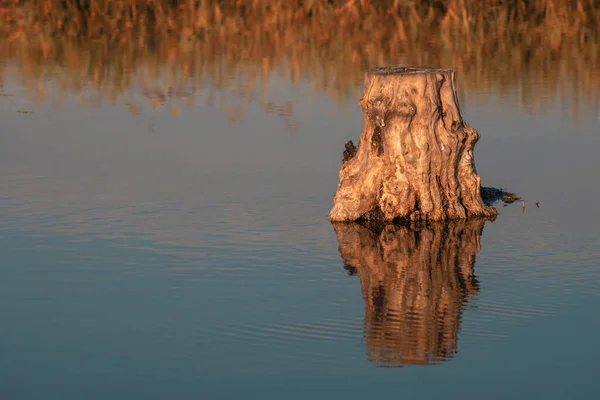 Old Dry Tree Trunk Cut Roots Blue Sky Reflection Water — 图库照片