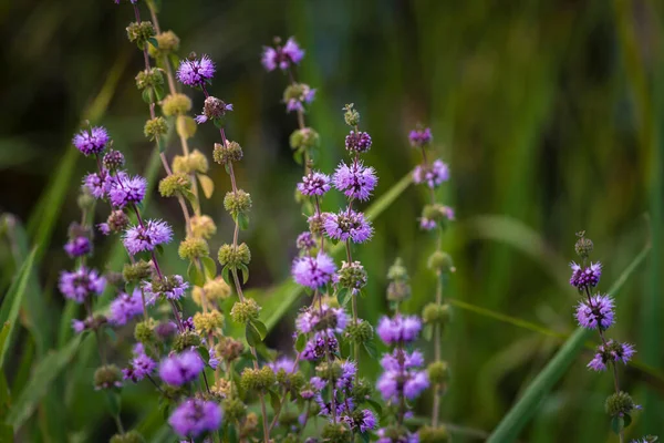 Blooming Mentha Pulegium Medicinal Botanical Garden River Meadow Filled Purple — Stok fotoğraf