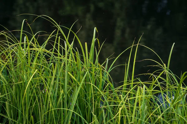 Carex Elata Grashalme Syn Stricta Tussock Sedge Grass Fiver Nistru — Photo